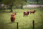 Vaches Highland Cattle ©GuyDurand