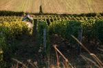 Le vignoble ©JPBerlose