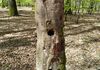 Photographie d’un vieux tronc d’arbre dans une forêt. Le tronc présente plusieurs trous de tailles variées, probablement causés par des oiseaux ou des insectes. L’écorce est partiellement détachée et de la mousse verte est visible à sa base. En arrière-plan, on distingue d’autres arbres feuillus et un sol recouvert de feuilles mortes.
